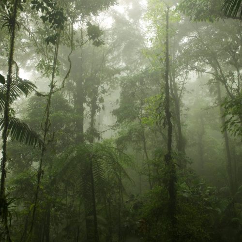 Costa Rica, Tropischer Regenwald, Regenwald, Kinderregenwald, Pocosol Station,